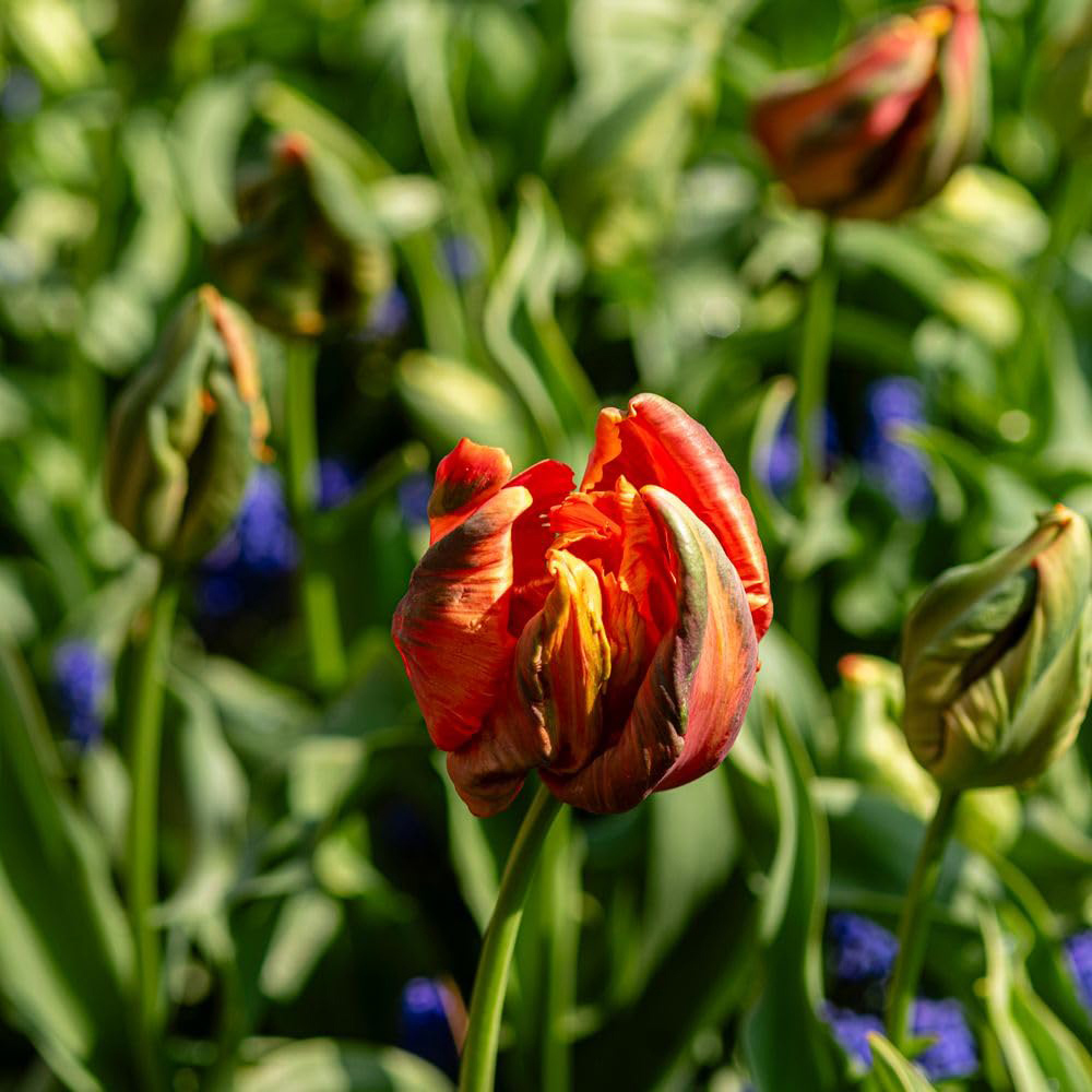 Thompson and Morgan Nurserymans Choice Tulip Planting Bulb 16 Pack Image 4