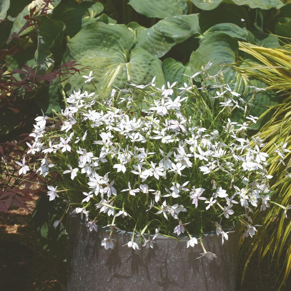 Thompson and Morgan White Laurentia Avant-Garde F1 Seed Packet Image 2