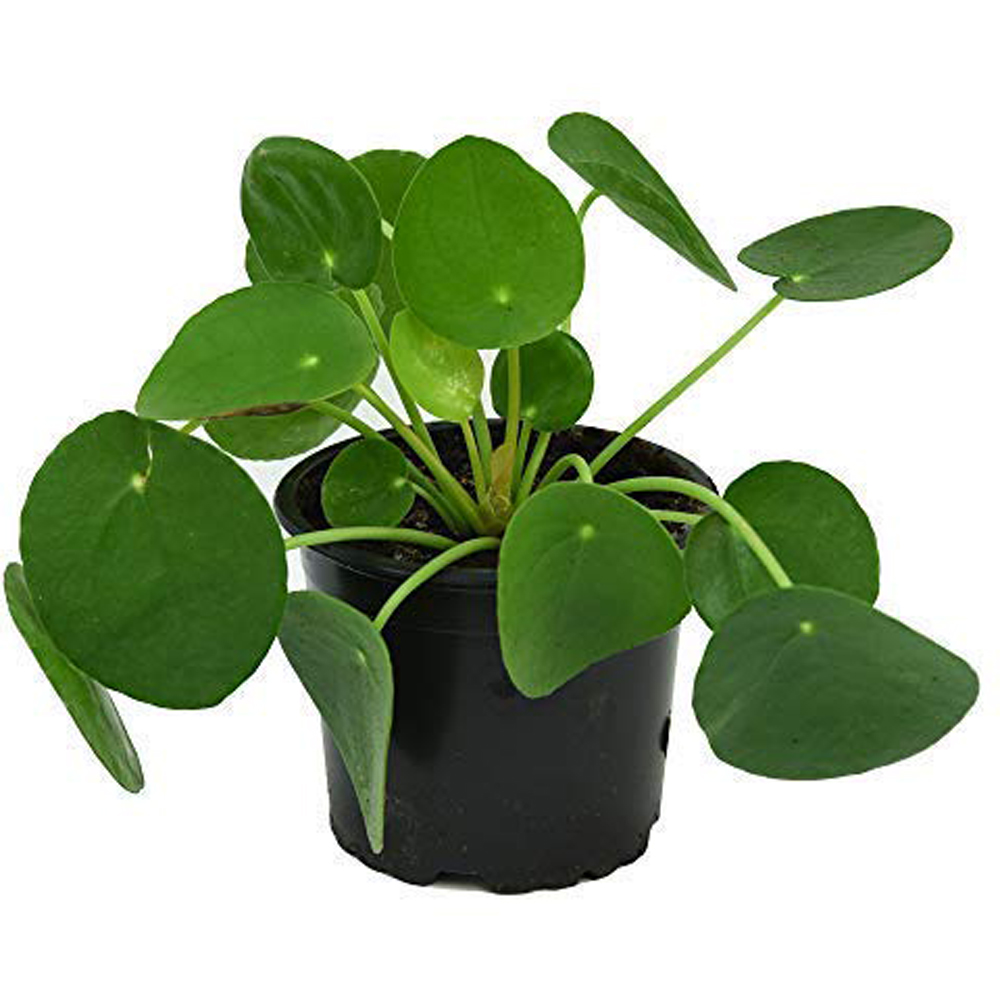 Thompson and Morgan Pilea Peperomioides Chinese Money Plant Pot 11cm 2 Pack Image 2