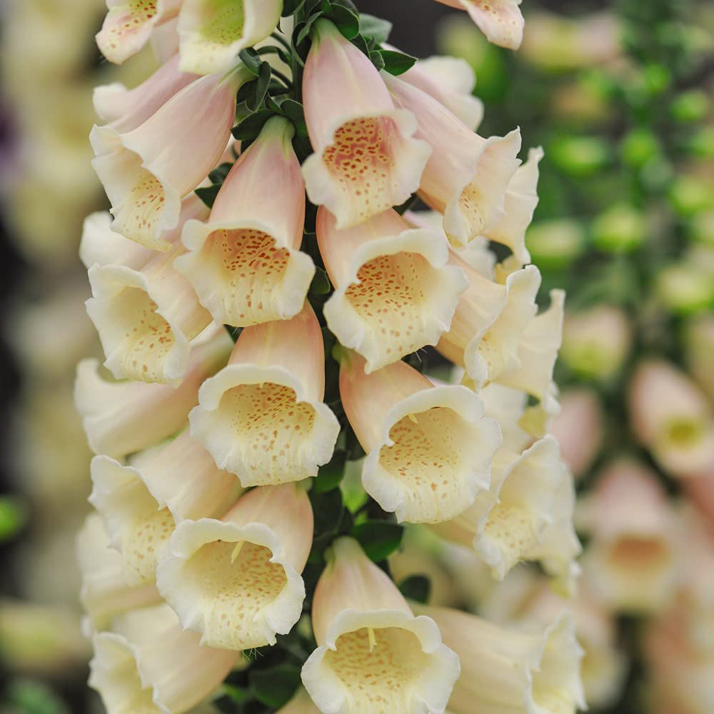 Thompson and Morgan Foxglove Digitalis Dalmatian Mixed Plugs 12 Pack Image 4