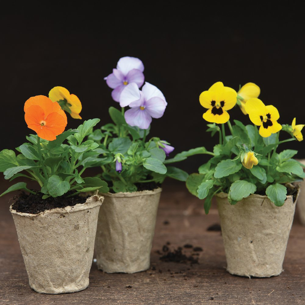 Garden Grow Biodegradable Fibre Pot 6cm 48 Pack Image 4