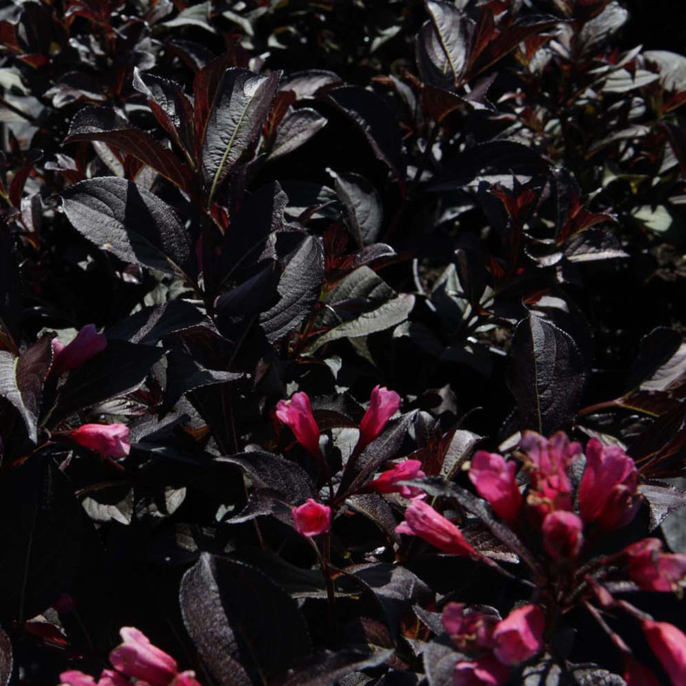 Thompson and Morgan Weigela Flor Alexandra Plant Pot 3.6L Image 2