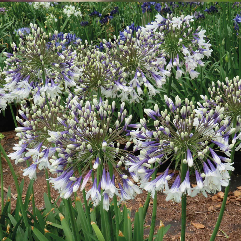 Thompson and Morgan Agapanthus Fireworks Plant Pot 9cm Image 3