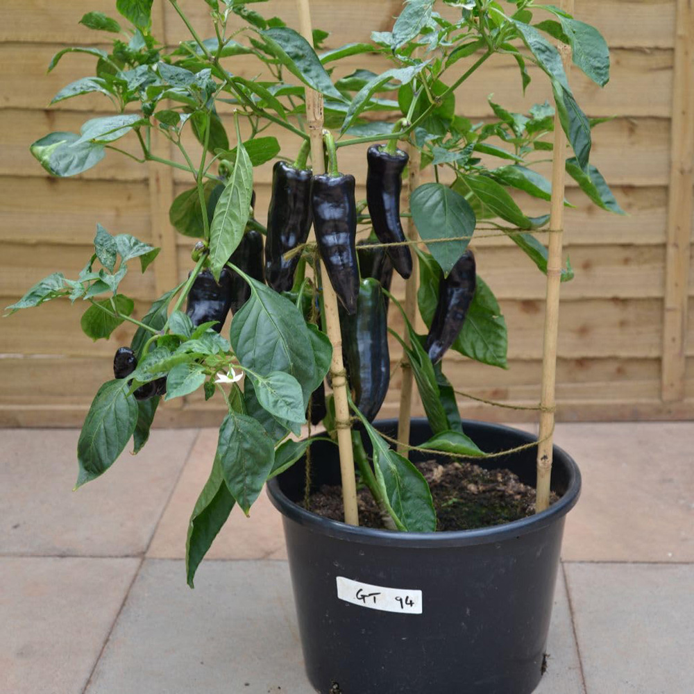 Thompson and Morgan Black Knight Pepper Capsicum Annuum Sweet F1 Hybrid Seed Packet Image 3