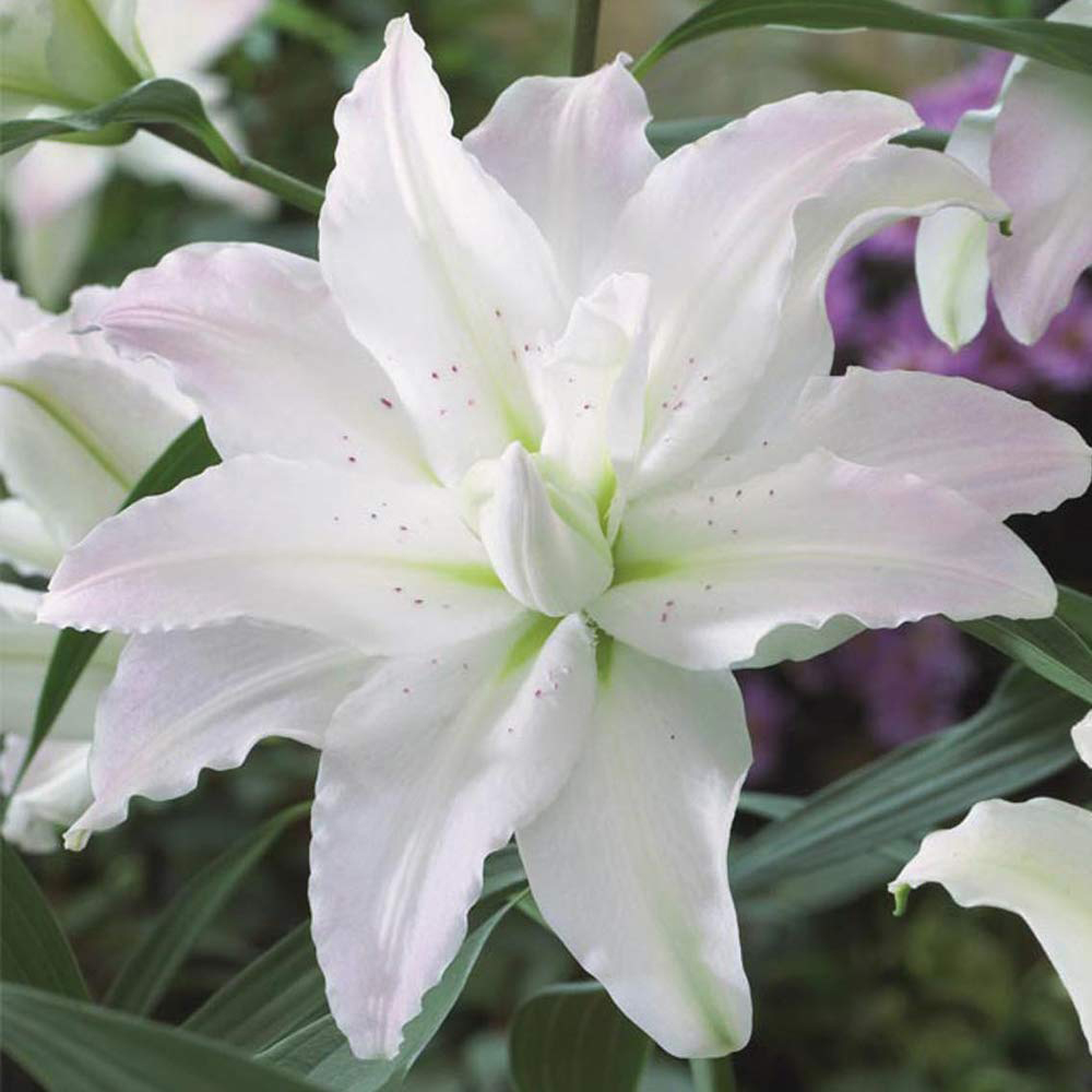 Thompson and Morgan Tree Lily Crystal Collection Planting Bulb 9 Pack Image 2