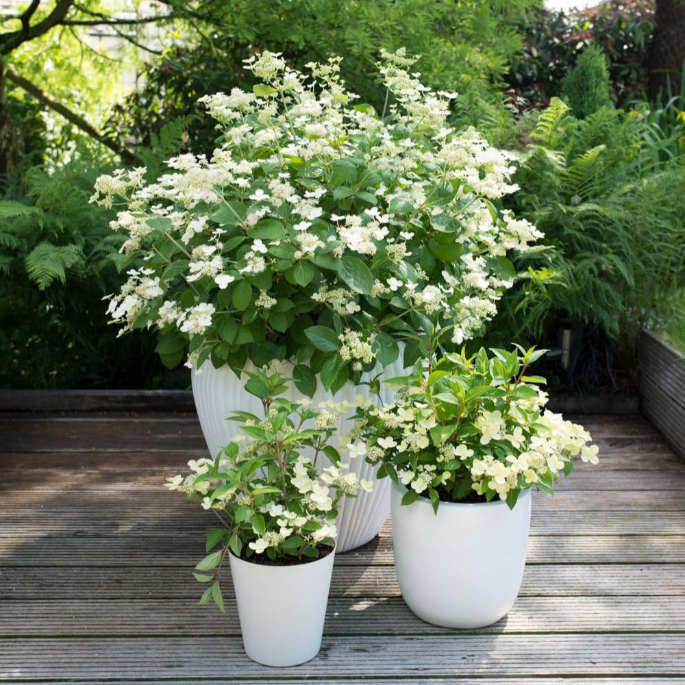 Thompson and Morgan Prim White Hydrangea Paniculata Plant in Pot 3L Image 2