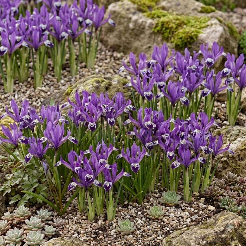 Thompson and Morgan Iris Reticulata Spot On Autumn Planting Bulb 8 Pack Image 2