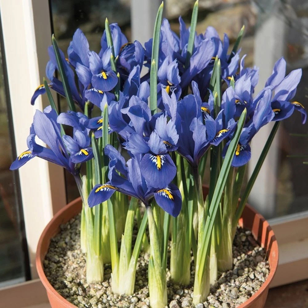 Thompson and Morgan Iris Reticulata Autumn Planting Bulb 40 Pack Image 5