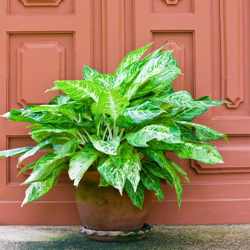 Thompson and Morgan Aglaonema Christina Chinese Evergreen Plant Pot 12cm Image 5