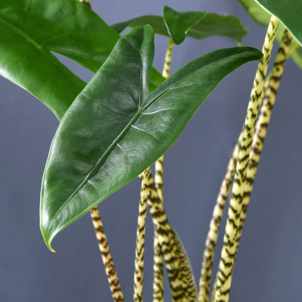 Thompson and Morgan Alocasia Zebrina Plant Pot 17cm Image 2