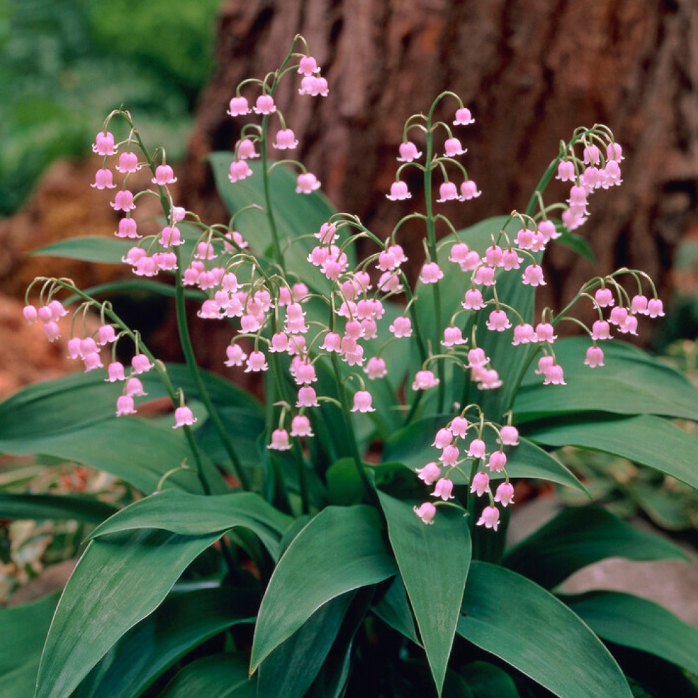 YouGarden Pink and White Convallaria Pip Collection 15 Pack Image 3