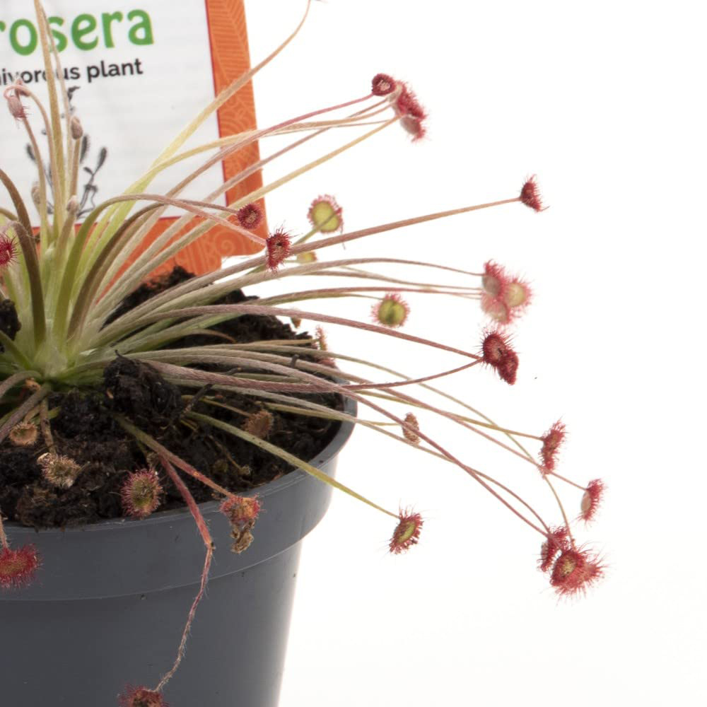 Thompson and Morgan Drosera Paradoxa Potted Plant 9cm Image 3