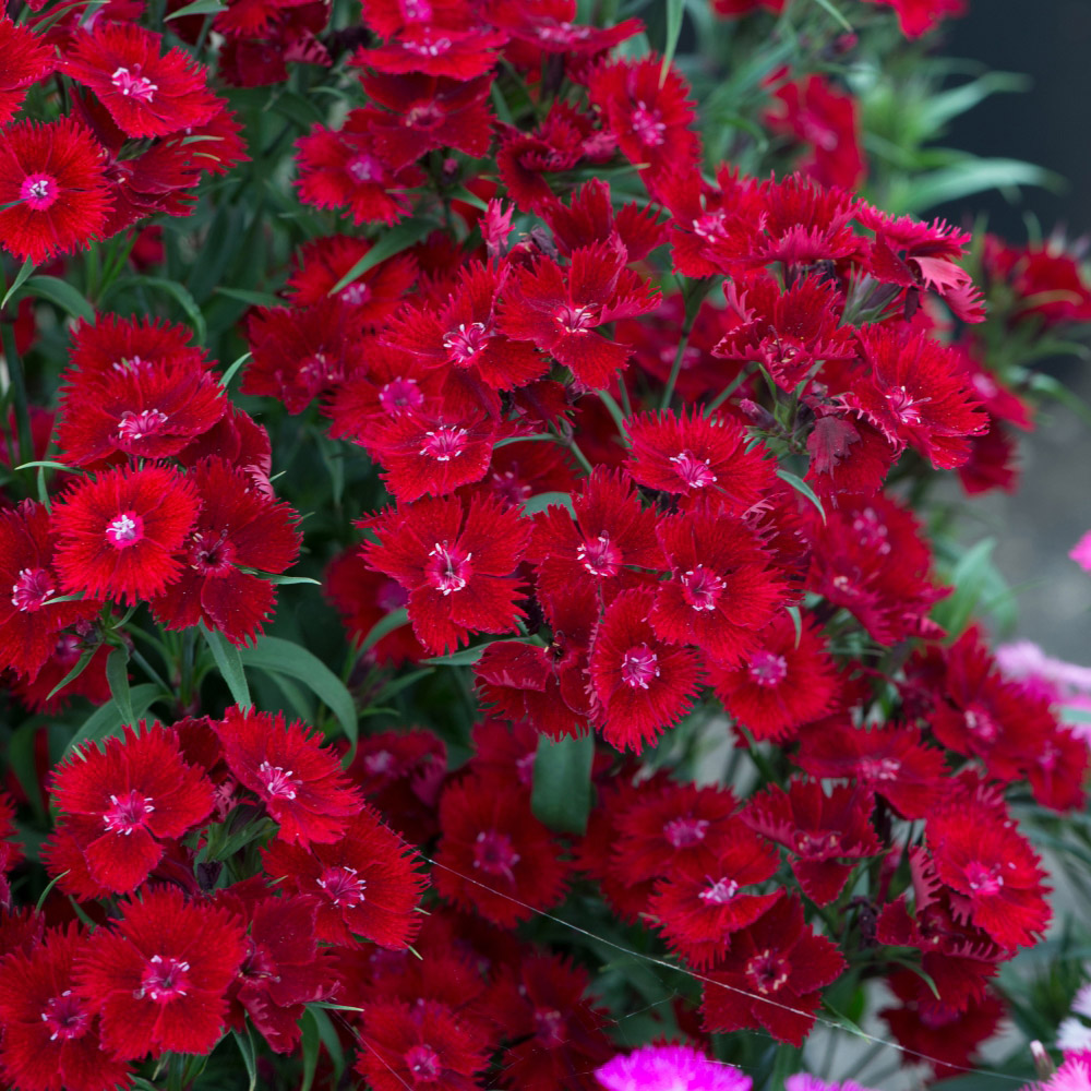 Thompson and Morgan Dianthus Pinks Rocking Red Plant Plug 6 Pack Image 3