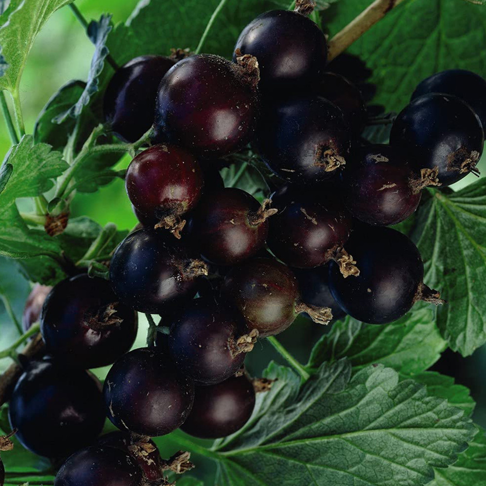 Thompson & Morgan Blackcurrant Ribes Ben Connan Potted Plant 9cm Image 7