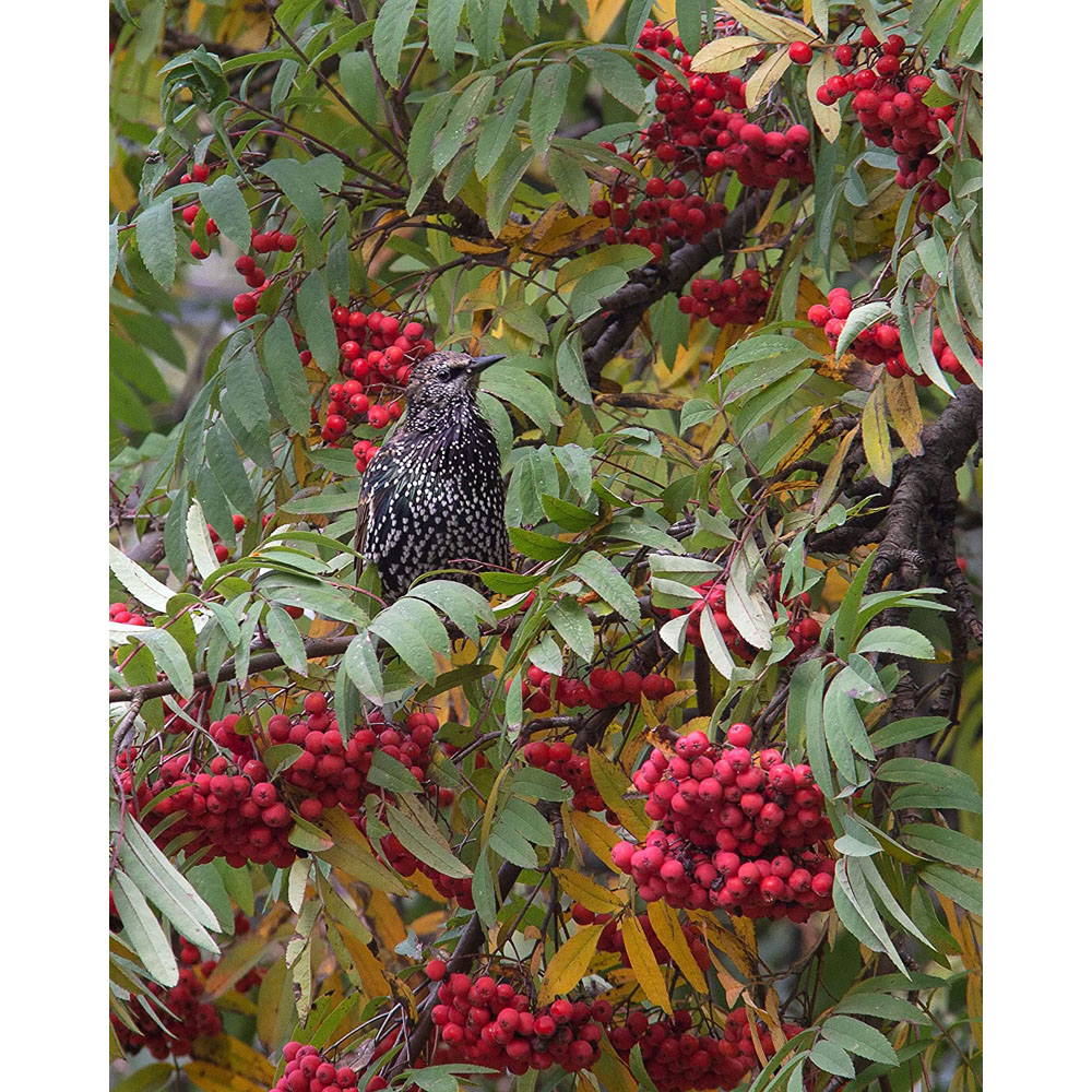 Inspirational Gifting Rowan Mountain Ash Bare Root Hedge Plant Sapling 3-4ft 10 Pack Image 6