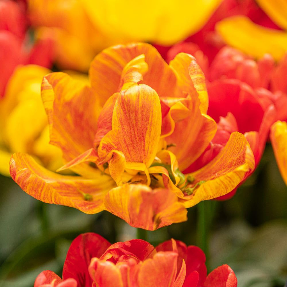 Thompson and Morgan Tulip Baby Blend Bulbs 8 Pack Image 3