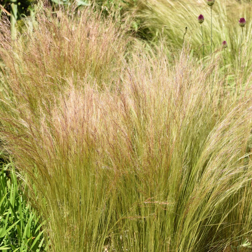 Thompson and Morgan Stipa Tenuissima Potted Plant 1L 2 Pack Image 1