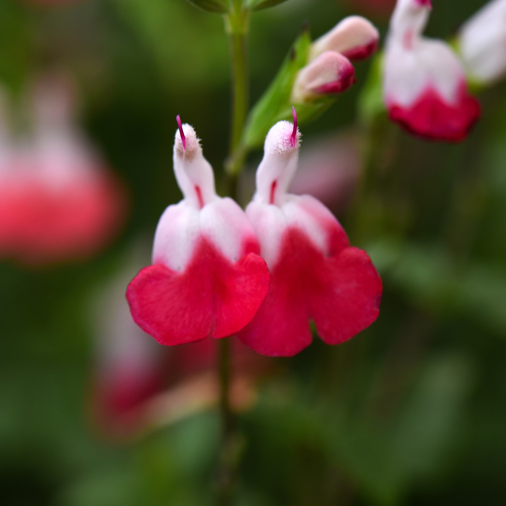 Thompson and Morgan Salvia Microphylla Hot Lips Plant Pot 2L Image 3