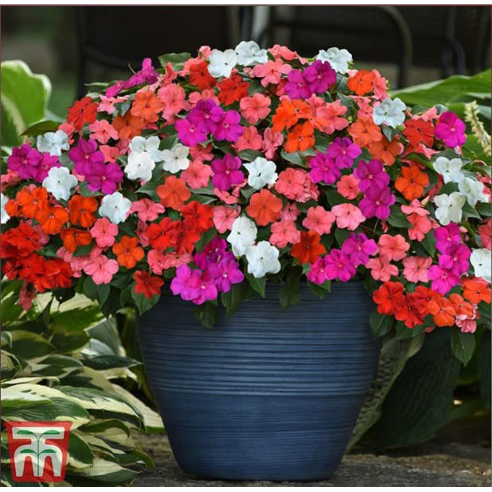 Thompson & Morgan Impatiens Busy Lizzie Beacon Mixed Seeds Image 2