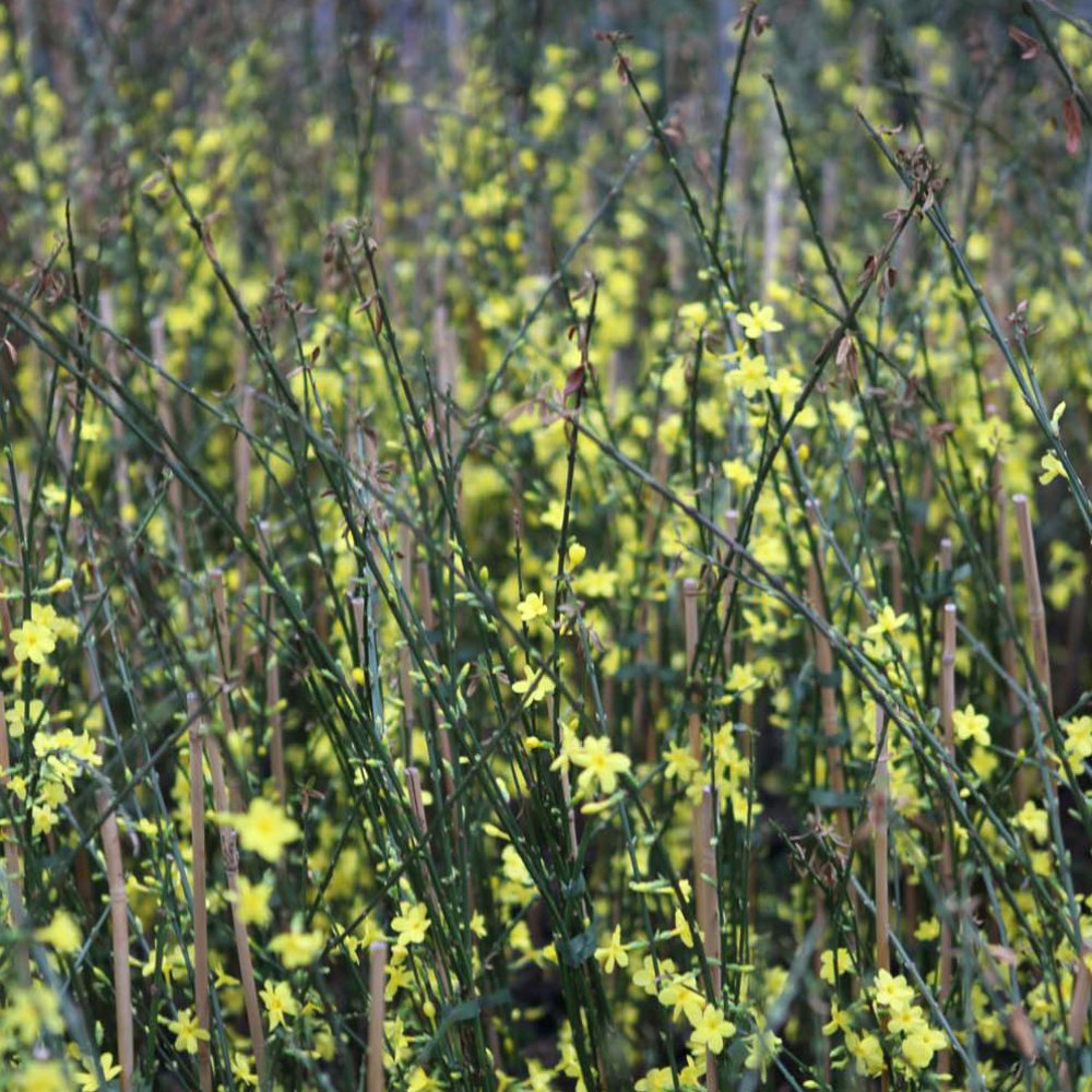 Thompson and Morgan Winter Jasmine Plant Pot 9cm 3 Pack Image 5