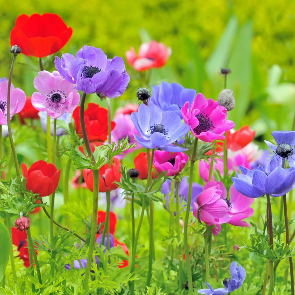 Thompson and Morgan Spring Flowering Bulb Bonanza Mix Planting Bulb 70 Pack Image 6
