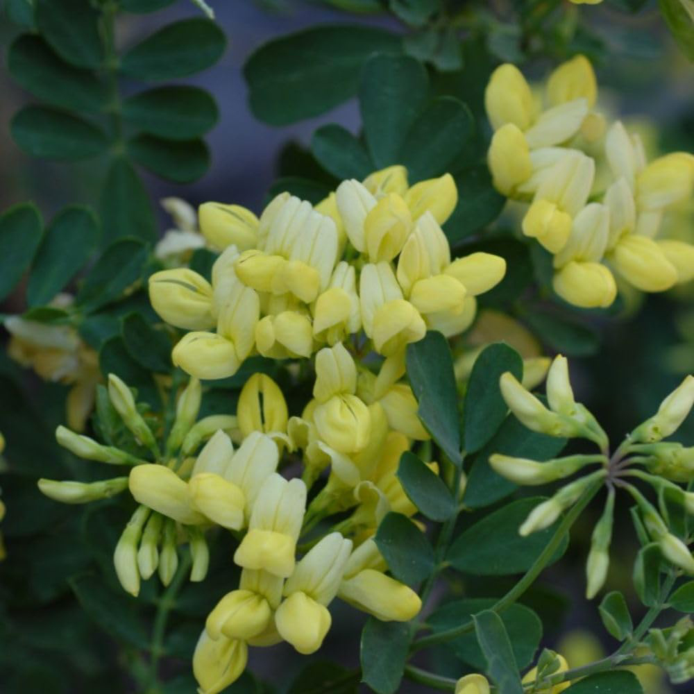 Thompson and Morgan Coronilla Citrina Pot 9cm 2 Pack Image 3