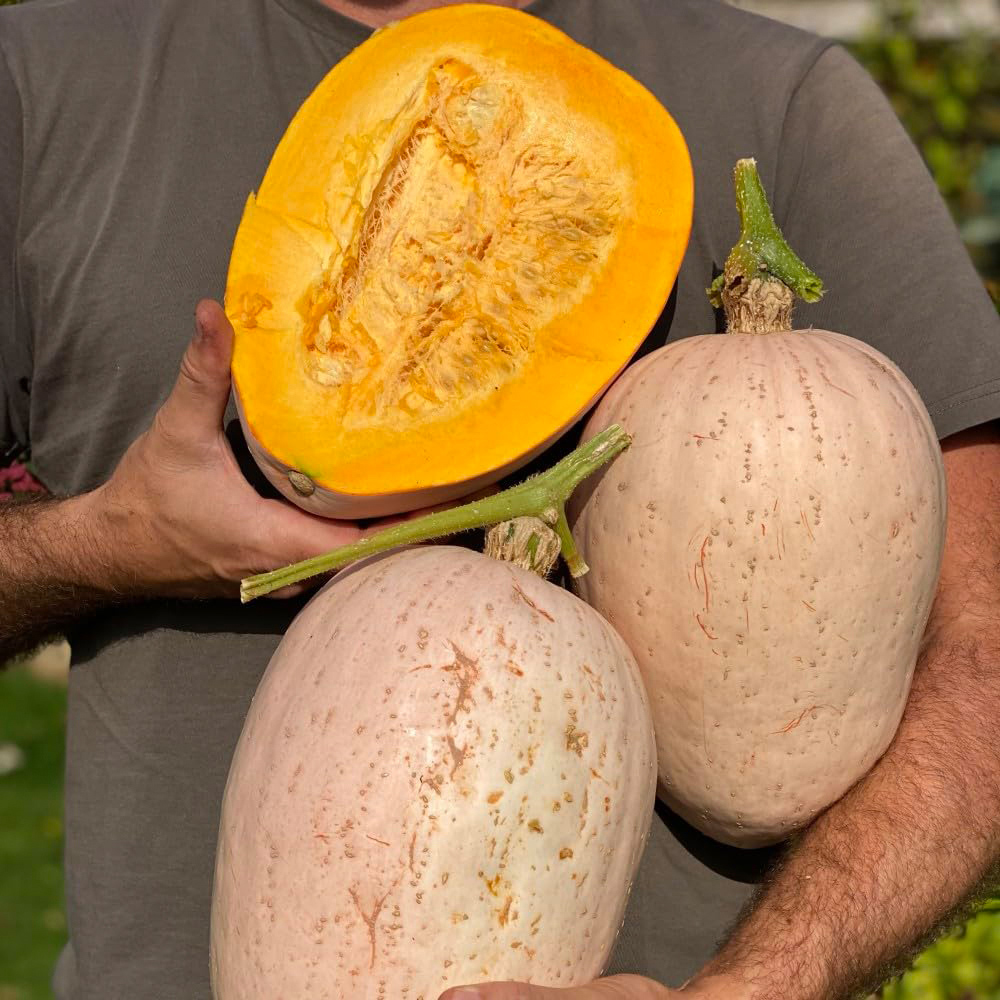 Thompson and Morgan Squash Winter Jumbo Pink Banana Seed Packet Image 2