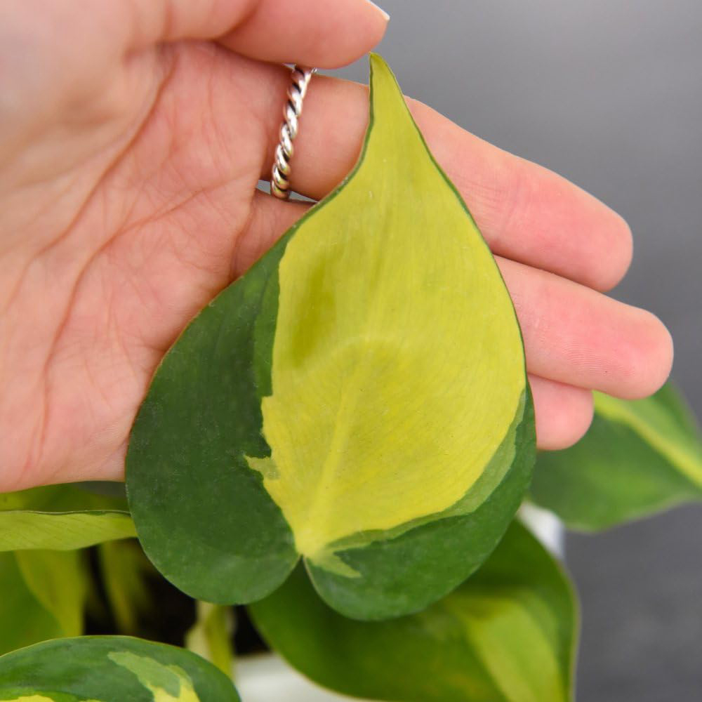 Thompson and Morgan Philodendron Scandens Brasil Plant Pot 10cm Image 5