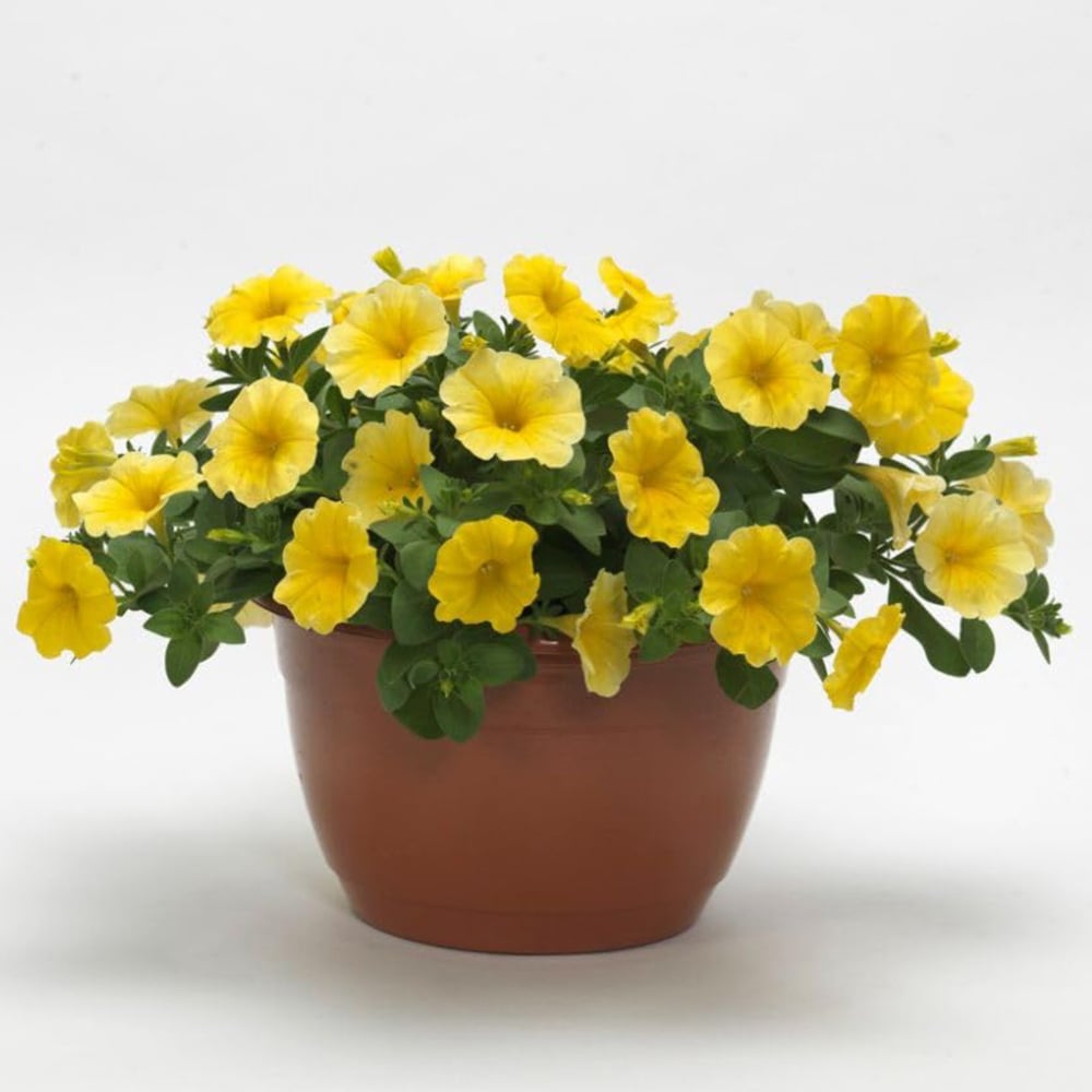 Thompson and Morgan Petunia Yellow Caliburst Petchoa Plant Plugs 24 Pack Image 2