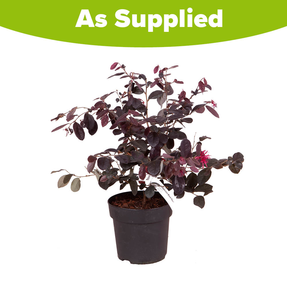YouGarden Loropetalum Black Pearl Plant Pot 15cm Image 5