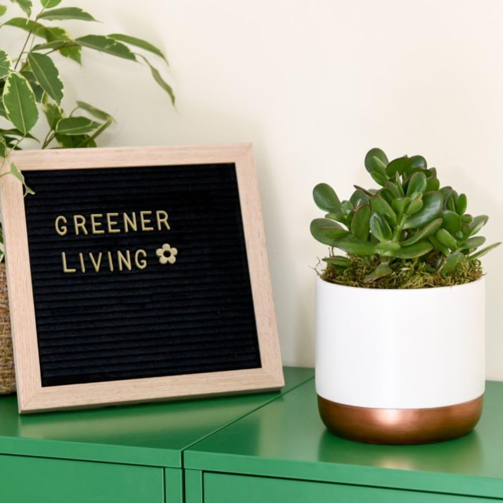 Thompson and Morgan Crassula Hulk Potted Plant 12cm 3 Pack Image 4