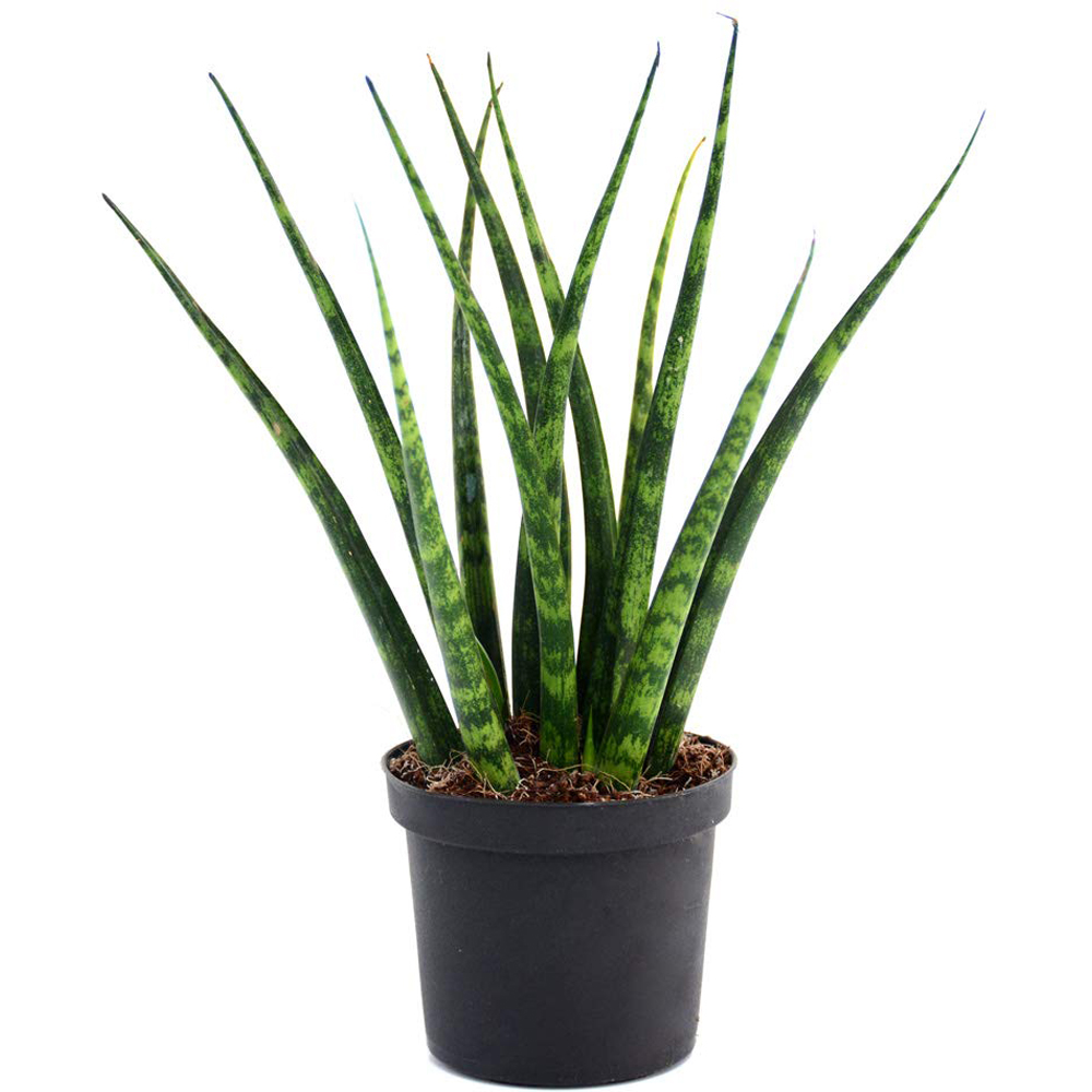 Thompson and Morgan Sansevieria Fernwood African Spear Plant in Pot 8cm 2 Pack Image 2