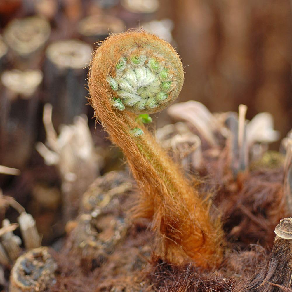 Thompson and Morgan Fern Dicksonia Antartica Plant Pot 9cm 3 Pack Image 3