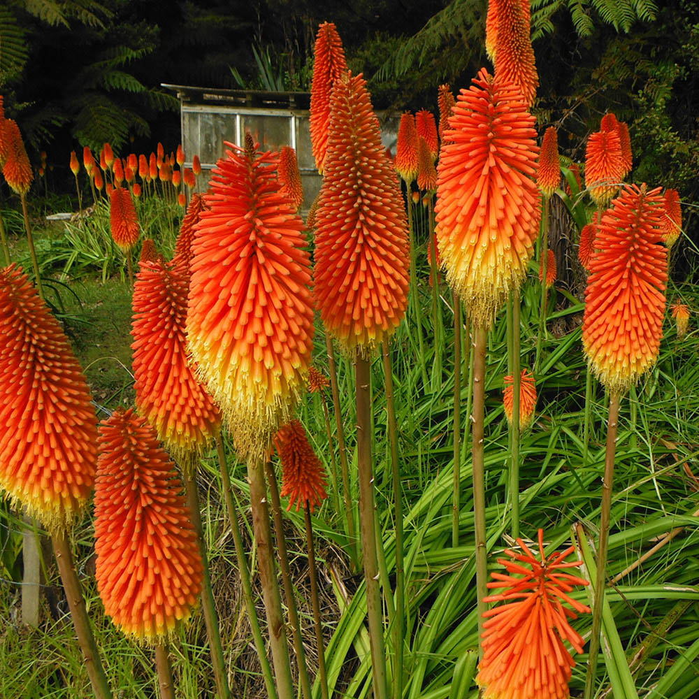 YouGarden Firestarter Bare Root Collection 15 Pack Image 2