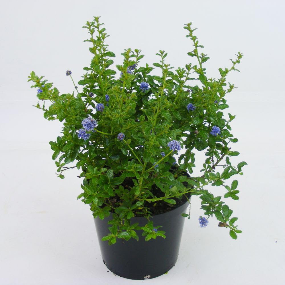 Thompson and Morgan Ceanothus Arboreus Blue Mound Plant Pot 9cm Image 2