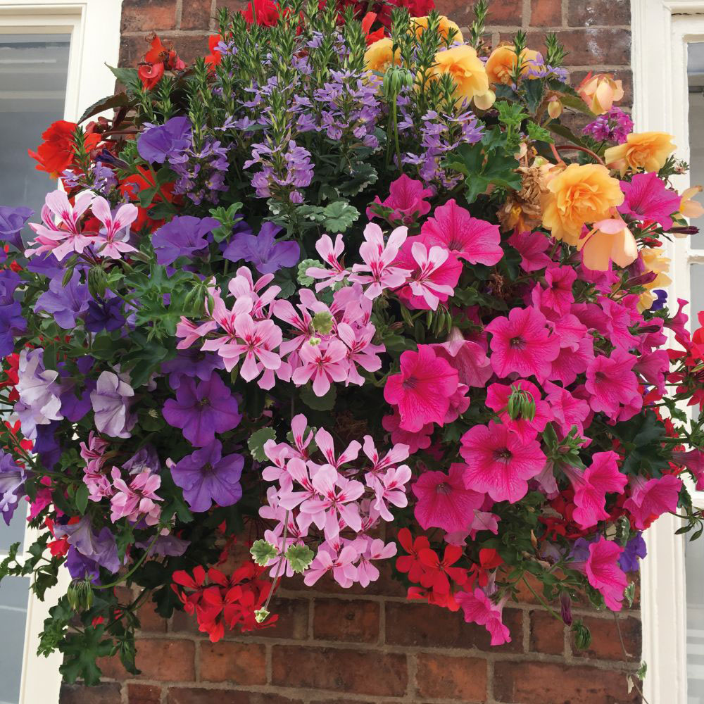 Thompson and Morgan Tutti Frutti Preplanted Hanging Basket 35cm Image 2