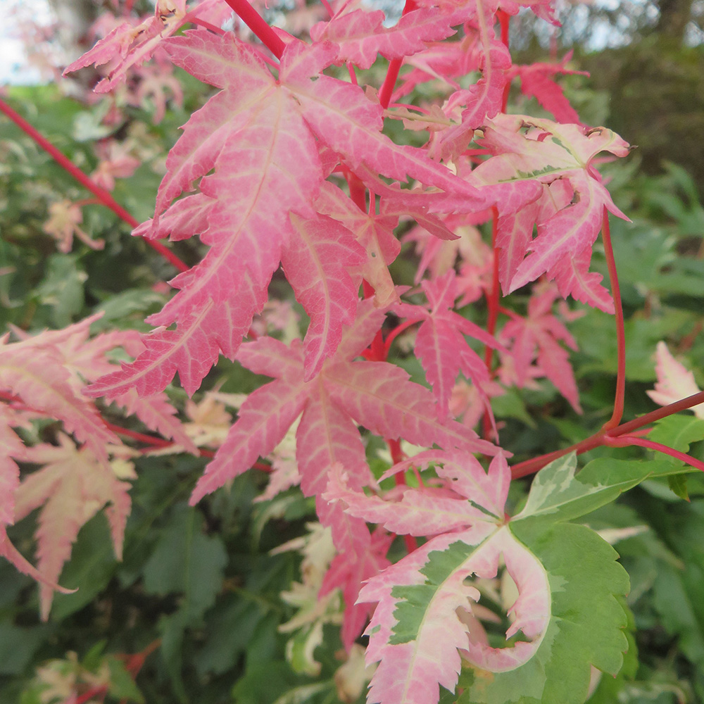 YouGarden Acer Palmatum Phoenix Plant Pot Image 1