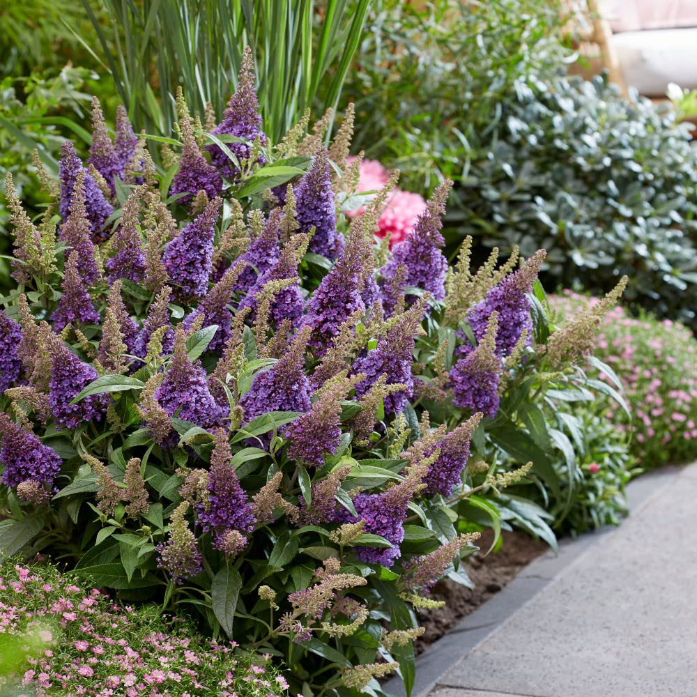 Thompson and Morgan Buddleja Butterfly Candy Little Lilia Plant Pot 9cm Image 2