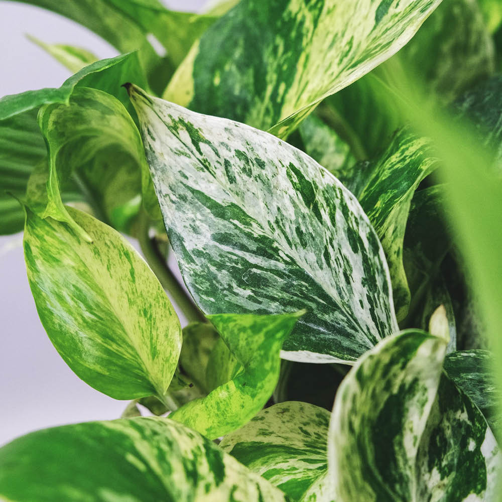 YouGarden Marble Queen Pothos with Grey Recycled Pot Cover 12cm Image 4