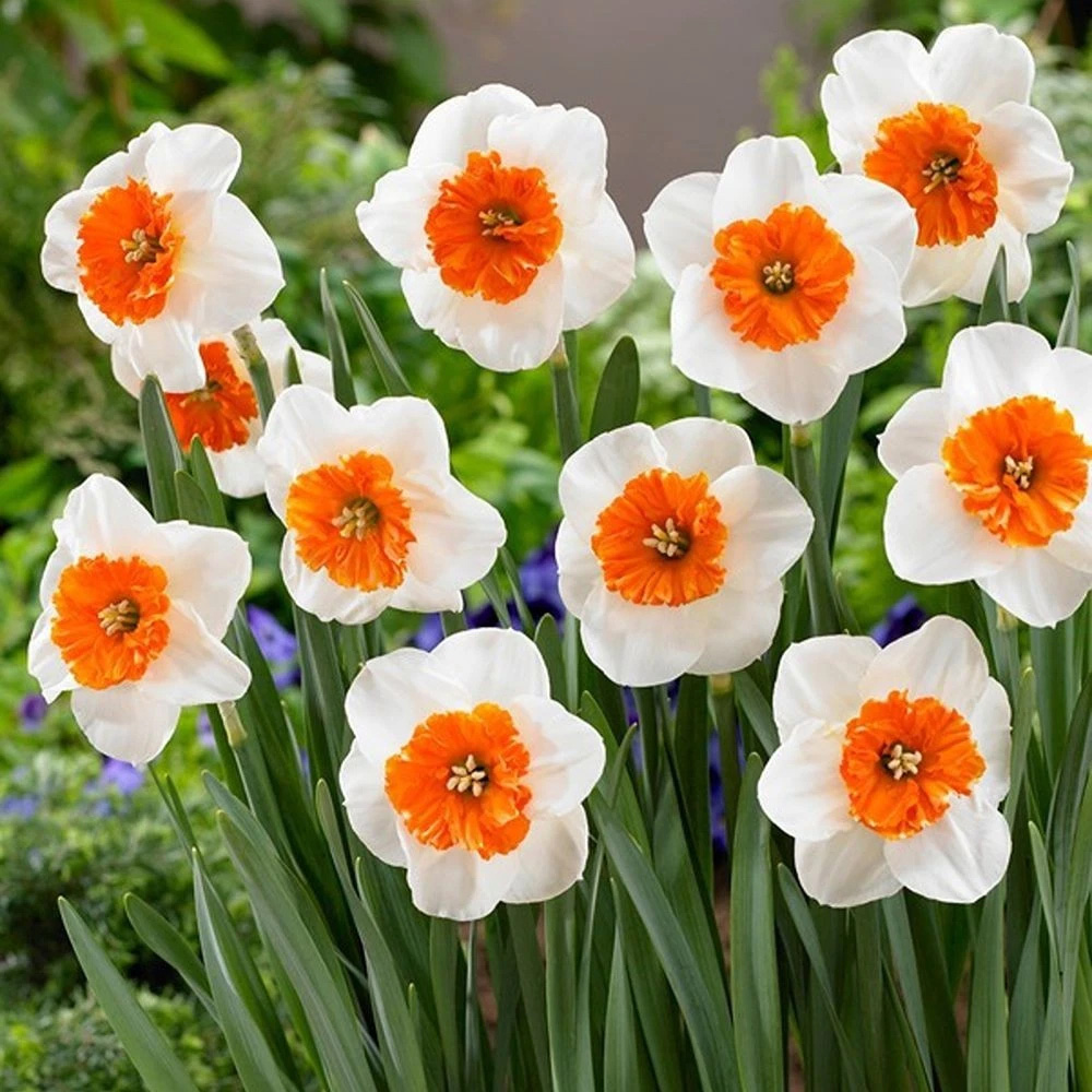 Thompson and Morgan Daffodil Bella Vista Planting Bulb 8 Pack Image 4