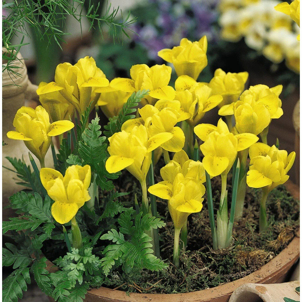 Thompson and Morgan Iris Dwarf Danfordiae Autumn Planting Bulb 80 Pack Image 2