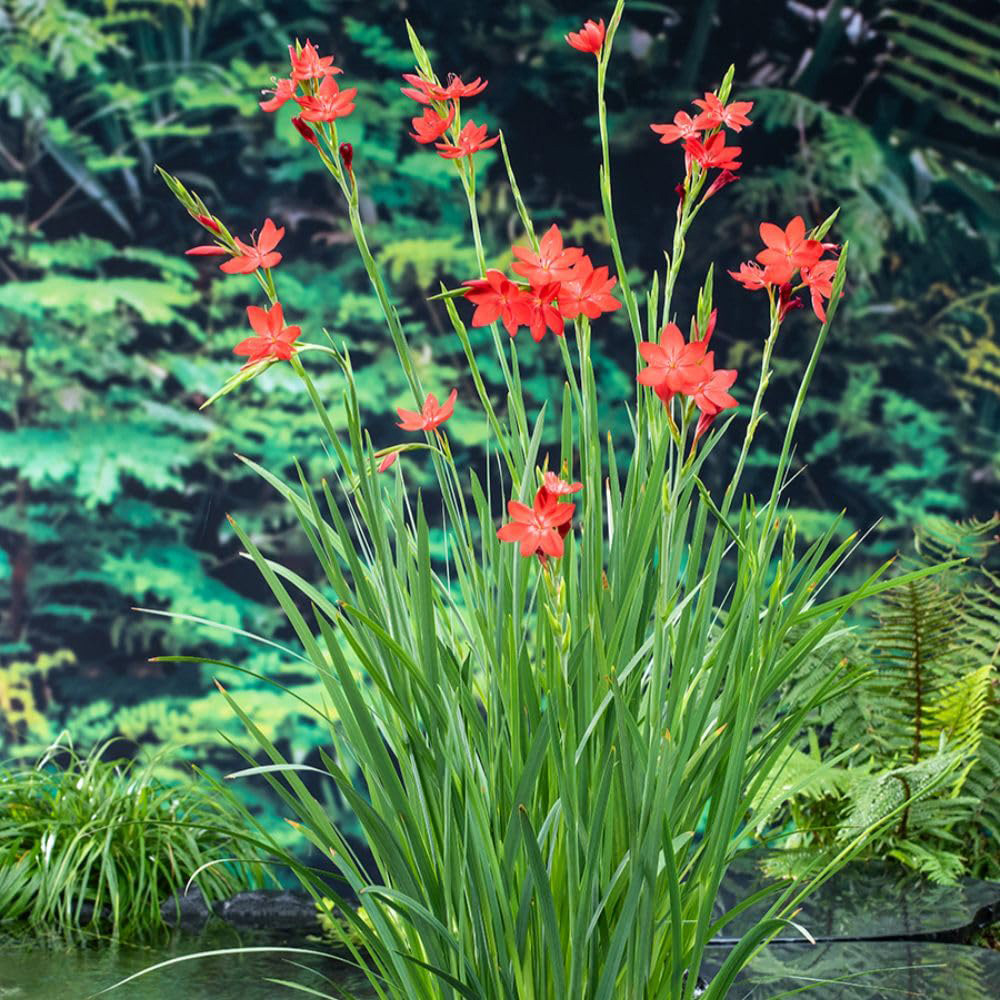 Thompson and Morgan Schizostylis Coccinea Major Plant Pot 9cm 3 Pack Image 2