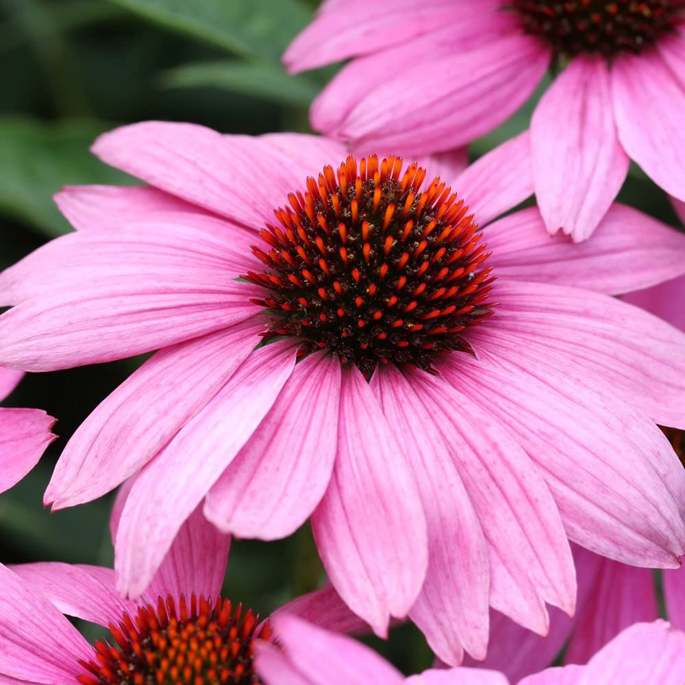 Thompson and Morgan Echinacea Cone Flower Nectar Pink Plant Plug 48 Pack Image 3