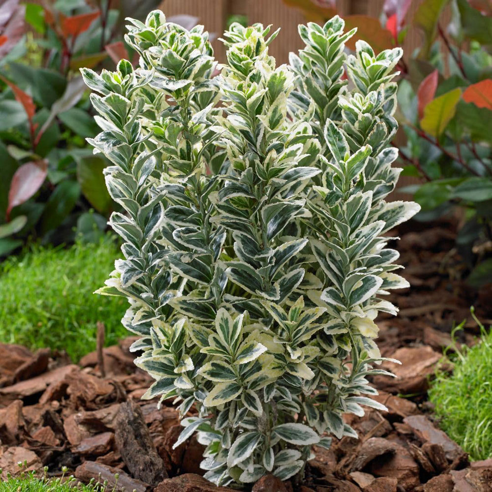 Thompson and Morgan White Spire Euonymus Japonicus Plant in Pot 9cm Image 2