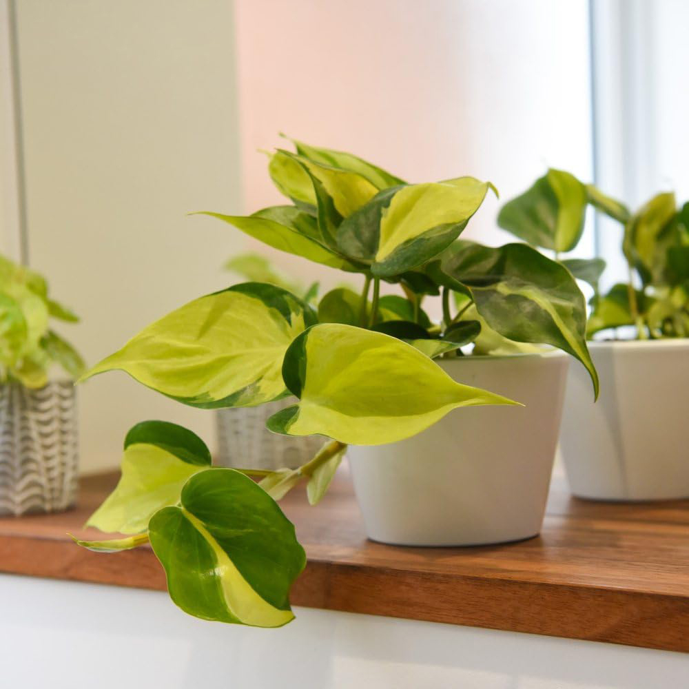 Thompson and Morgan Philodendron Scandens Brasil Plant Pot 10cm Image 4