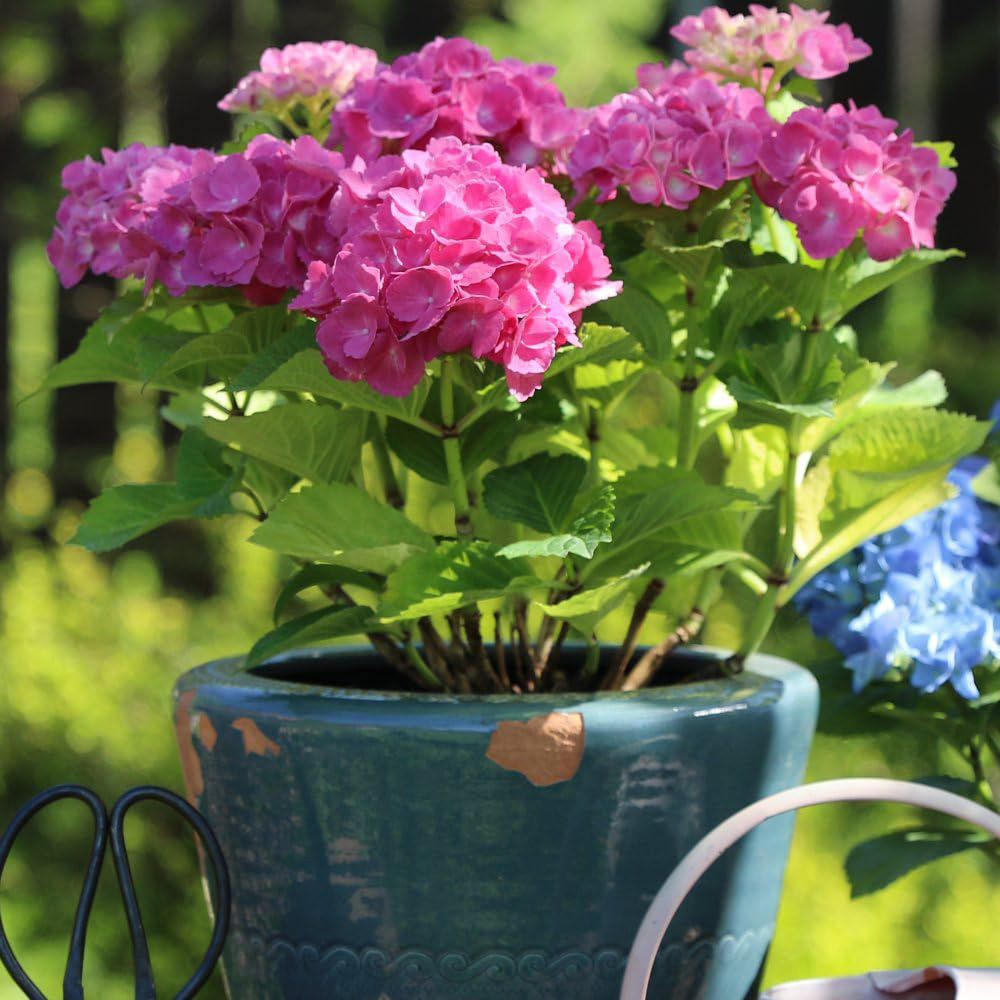 Thompson and Morgan Hydrangea Early Pink Potted Plant 10.5cm Image 3