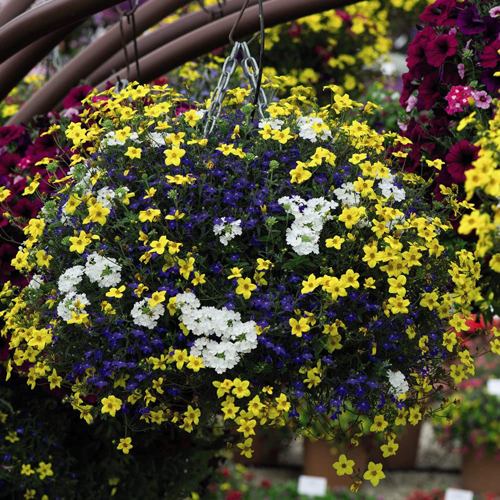 Thompson and Morgan Sherbet Lemon Preplanted Basket 25cm 2 Pack Image 3