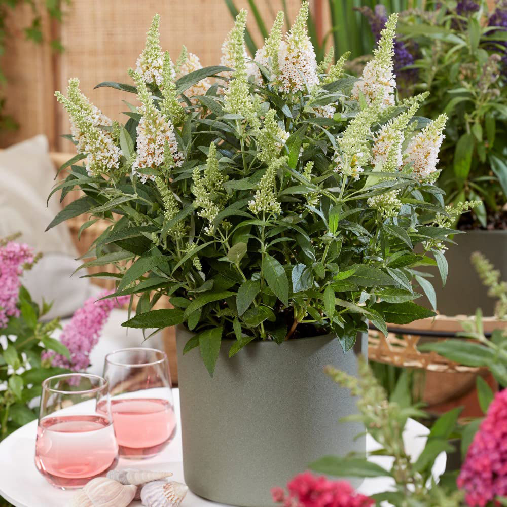 Thompson and Morgan Buddleia Butterfly Candy Little White Potted Plant 9cm Image 3