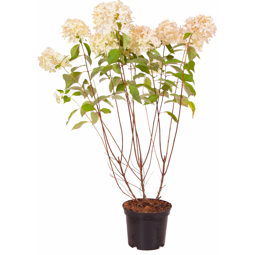 YouGarden Hydrangea Pan Skyfall Plant Pot Image 3