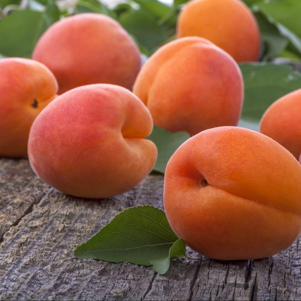 Thompson and Morgan Apricot Prunus Flavorcot Patio Tree Pot 4L 2 Pack Image 3